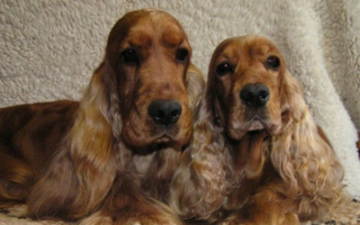 deux cockers spaniels anglais rouges couchés côte à côte sur une couverture