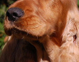 babine d'une cocker spaniel anglais rouge de Syringa