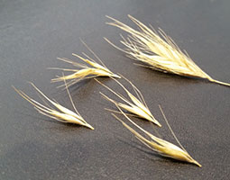 Epillets
