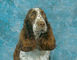 portrait de Gaufrette de Syringa, springer spaniel anglais foie et blanc