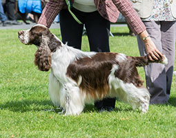 Springer spaniel anglais foie et blanc au statique