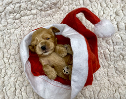 chiot cocker spaniel anglais rouge dans un bonnet de père Noël
