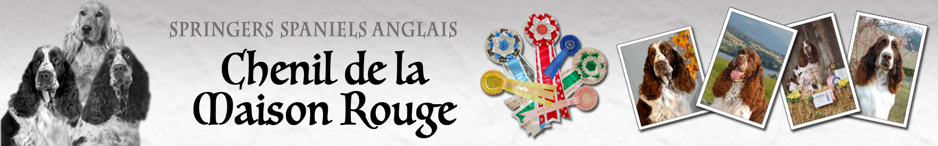 Bannière Chenil de la Maison Rouge avec des photos de springers spaniels anglais, le logo du Chenil et des rosettes obtenues en exposition