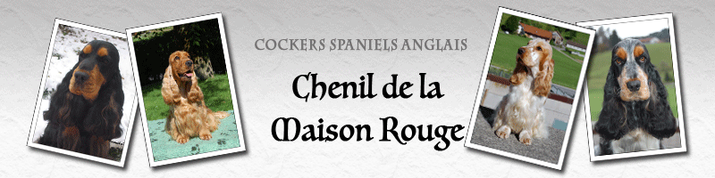 Bannière Chenil de la Maison Rouge avec des photos de cockers spaniels anglais
